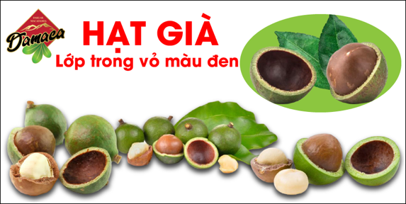 hạt macca già