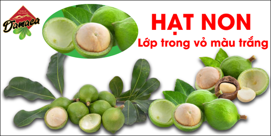 hạt macca non