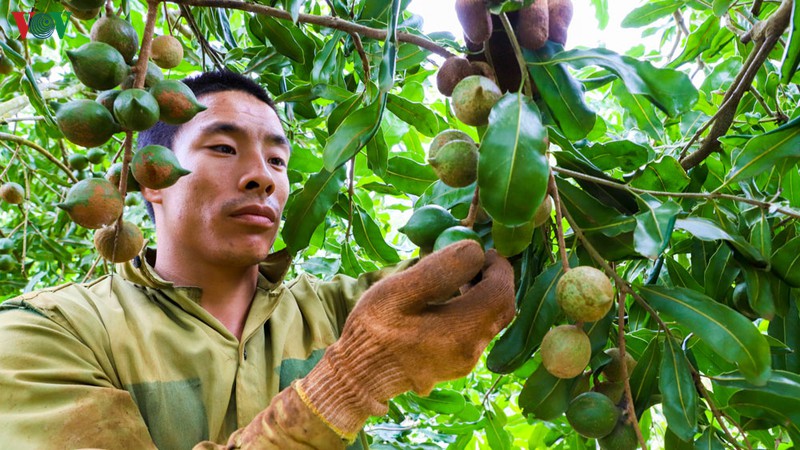 macca đăk lăk nguyên phương