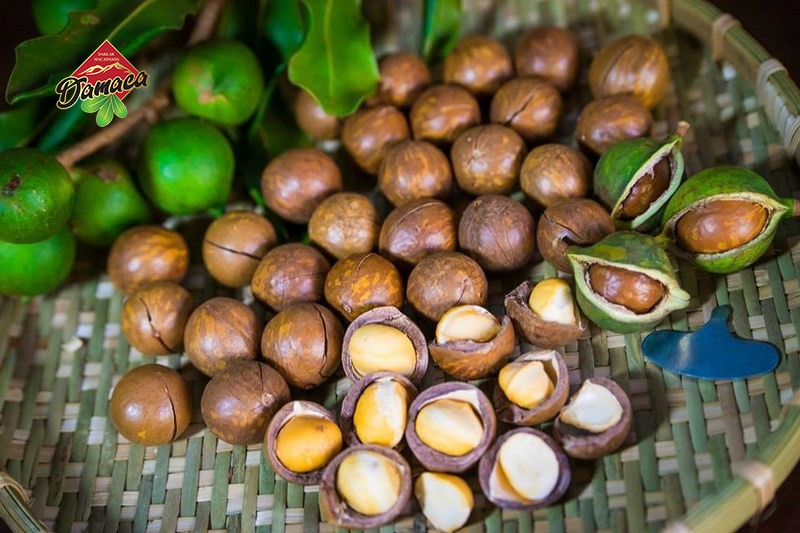 Phân biệt Macca già non khi thu hoạch - Damaca.vn