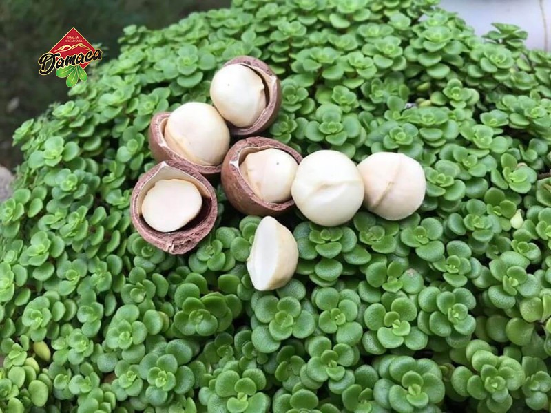 Hạt macca có tác dụng gì ? Cùng Damaca Phân tích về hạt macca nhé